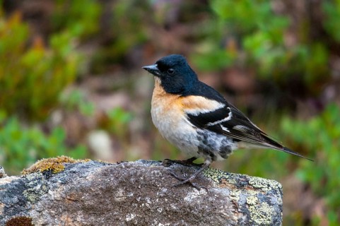 Mountain finch, brambling, Finland, fringilla montifringilla, birds, male, passeri, songbirds,