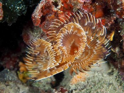 Spiral-shaped feather worm, screw sabella (Sabella spallanzanii), unfurling amongst corals, Muzil
