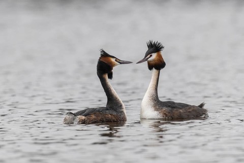 Great Crested Grebe (Podiceps Scalloped ribbonfish), courtship display, Emsland, Lower Saxony,