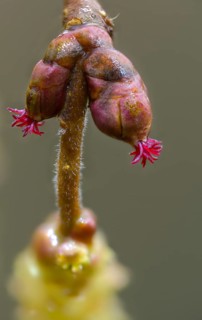 Betulaceae, birch family, corylus avellana, common hazel, hazel, hazel, female inflorescence,