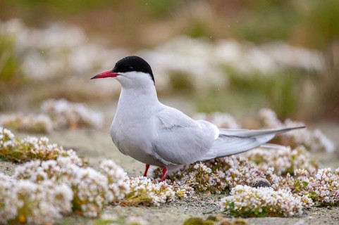Arctic tern, arctic tern, Norway, sterna paradisaea, varanger, birds, charadriiformes, limikolen,