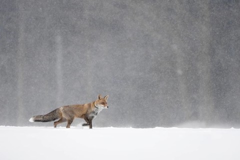 Red fox in the snow, Steinborn, Rhineland-Palatinate, Germany