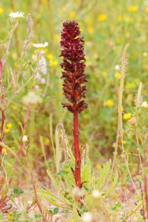 Summer orchid (Orobanche foetida), inflorescence, Algarve Portugal
