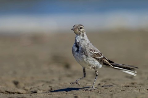 A white wagtail (Motacilla alba) that fledged a few days ago is searching for insects and other