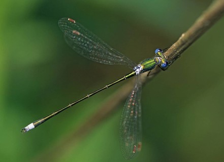 Little ruismaids, lestes virens, small spreadwing, damselflies, dragonflies, insects, leo,