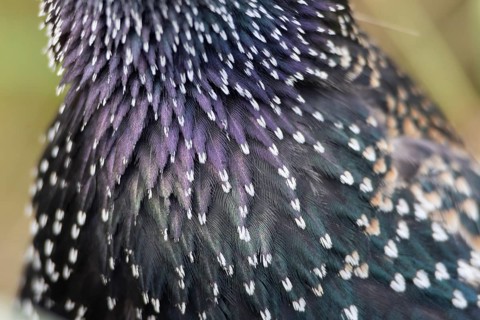 Common starling (Sturnus vulgaris) adult bird close up of its breast feathers, England, United