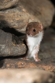Carnivora, least weasel, mouse weasel, mustela nivalis, predators, high size, portrait format,