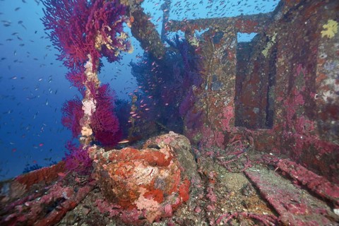 A shipwreck with corals, violescent sea-whips (Paramuricea clavata) and fish, including the