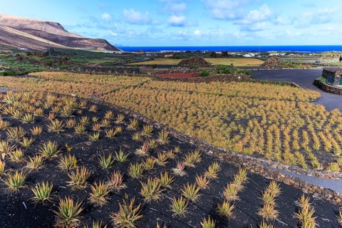 Lanzarote, Canary Islands, Spain, Europe, aloe vera farm, A wide view of aloe fields with the sea