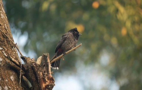 A Red-vented Bulbul (Pycnonotus cafer), Sreepeur, Gazipur