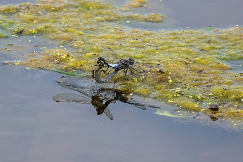 Two dragonflies (Odonata) mating, nuptial wheel, Baden-Württemberg, Germany