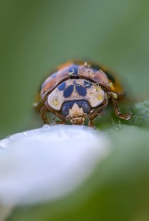 Asian ladybeetle, Asian ladybug, coccinellidae, coccinellinae, harlequin ladybug, harmonia