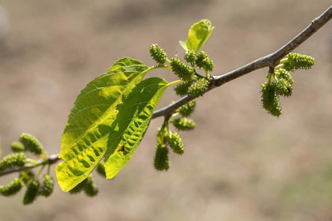 Granelli, Italy, mulberry tree, mulberry family, moraceae, morus alba, pantani cuba and longarini,