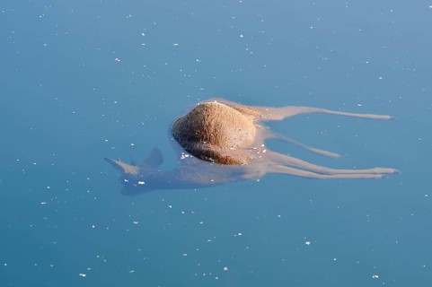 European roe deer (Capreolus capreolus), drowned roebuck floating in the water, death, North