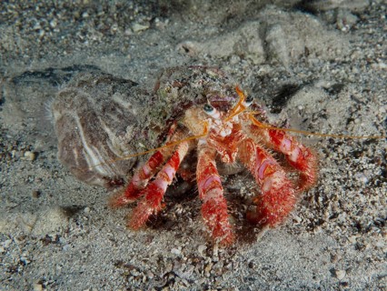 A Red Hermit Crab (Dardanus calidus) scuttles across the sandy seabed, Hausriff dive site, Stoja,