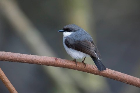 Mangrove Robin (Peneoenanthe pulverulenta leucura), Queensland, Australia
