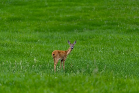 Roe deer (Capreolus capreolus) – a doe in the evening light in a woodland clearing, Allgäu,