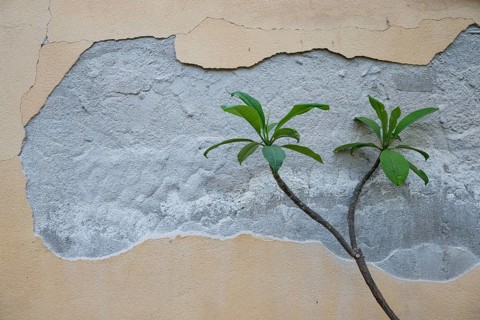 Frangipani, wax flower, Flor de Cebo or temple tree (Plumeria) peeling away from the paint on a