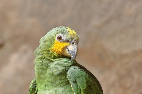 Blue-fronted Amazon (Amazona aestiva), animal portrait, captive, occurrence in South America,