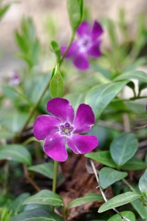 Lesser periwinkle (Vinca minor), flower, red variety, North Rhine-Westphalia, Germany
