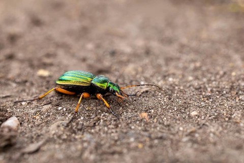 A green beetle with a metallic sheen sitting on the ground, in its natural habitat: the golden
