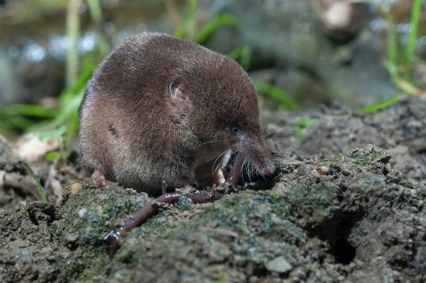 Common shrew, earthworm, insectivora, insectivora, lumbricidae, sorex araneus, forest shrew, prey,