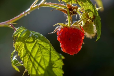 Raspberry, Rubus idaeus, flora, plants, plants, red raspberry