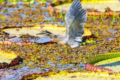 Mongrove Heron (Butorides striatus) Pantanal Brazil