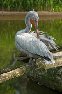 Dalmatian pelican (Pelecanus crispus) on a water island, Captive, Germany