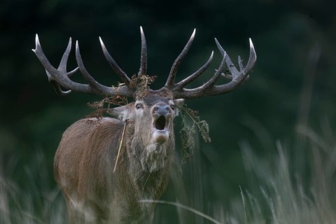 Red deer at the rutting 2025, London, Great Britain