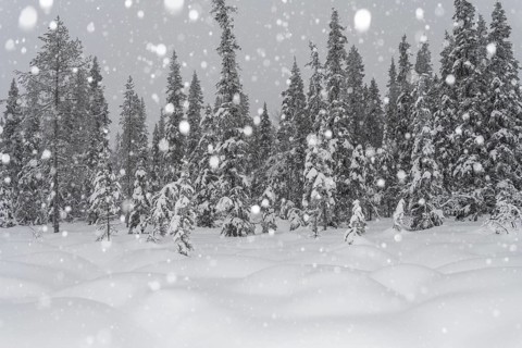 Boreal forest during snowfall, Gällivare, Lapland, Sweden, February 2020