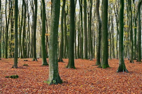 A European beech forest (Fagus sylvatica) in autumn, North Rhine-Westphalia, Germany