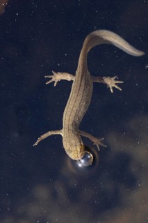 Smooth or Common newt (Lissotriton vulgaris) adult amphibian coming up for air on the surface of a