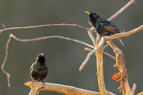 Star, Starling, Sturnus Vulgaris, Birds, Song, Passeri, Singing, Songbirds, Birds