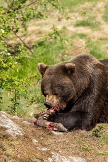 A brown bear nibbles at its prey, surrounded by lush greenery, European brown bear (Ursus arctos),