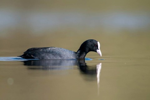 Eurasian Coot Coot, Fulica Atra, Birds, Coot Rail, Gruiformes, Crane Birds, Mirror, Rails,