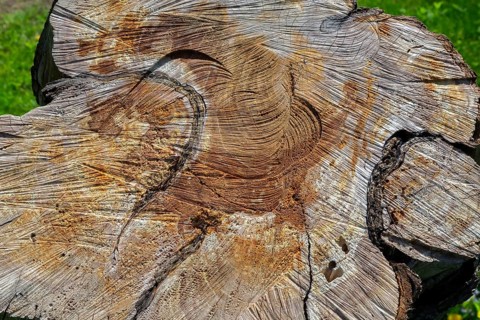 Close-up of crosscut Malus X robusta 'Erecta' - Siberian Crabapple tree trunk with saw marks and