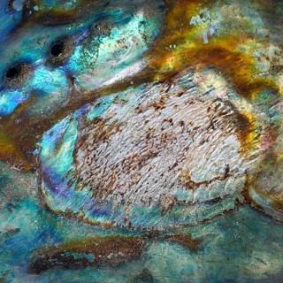 Abalones (Haliotis) – also known as iridescent abalones due to their pearlescent inner surface –
