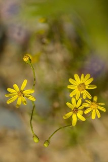 Greywort, neophyte, narrow-leaved ragwort, Senecio inäquidens, South African ragwort, flora, high