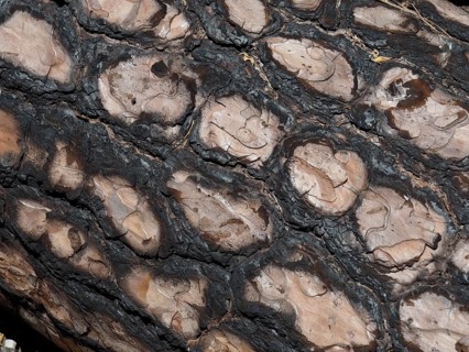 Close-up of the textured tree bark with a distinctive pattern, Canary Island pine (Pinus