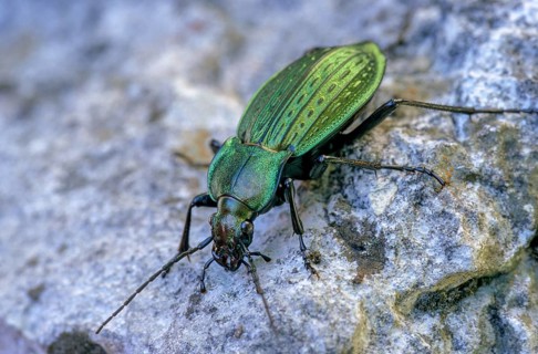 Carabus cancellatus, grain wart, Slovenia, Triglav national park, beetle, insects, beetles,