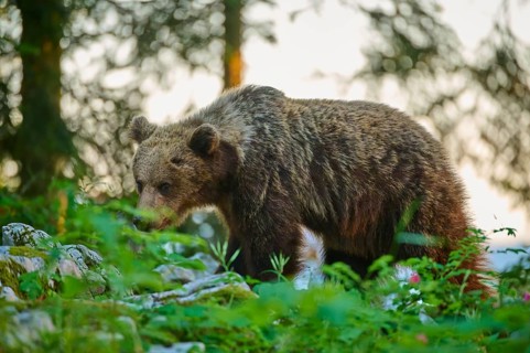 A bear in the forest at sunset, surrounded by plants and trees, European brown bear (Ursus arctos),