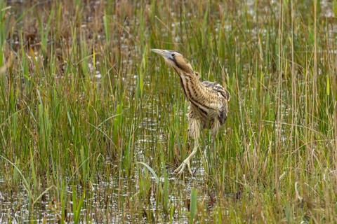 Eurasian or Great bittern (Botaurus stellaris) adult bird in a reedbed in spring, RSPB Minsmere
