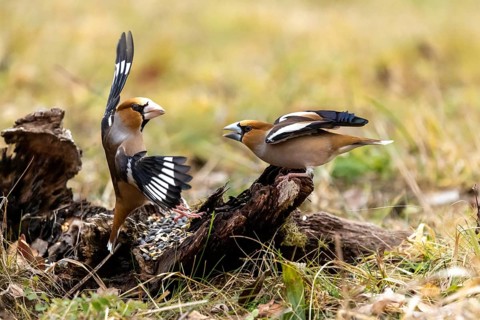 Cardinals interacting animatedly, one with its wings raised, on the ground, a hawfinch