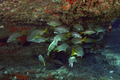 A school of striped fish, African striped grunts (Parapristipoma octolineatum), some of which are