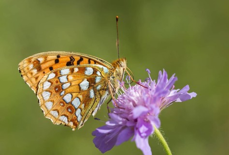 Argynnis adippe, Fabriciana adippe, fiery mother-of-pearl butterfly, high brown fritillary,