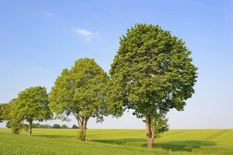 Deciduous trees, row of trees, maple (Acer) in a field landscape, blue sky with clouds, North