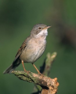 Warbler, Sylvia Communis, Whitethroat, Birds, High Size, Portrait, Male, Passeri, Songbirds, Birds