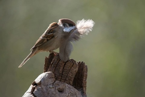 Tree sparrow, Passer Montanus, sparrow, tree sparrow, birds, feather, nest building, passeri,