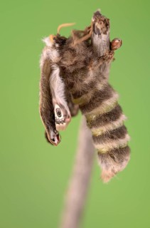 Small emperor moth (Saturnia pavonia), female, unfolding wings after hatching, Germany